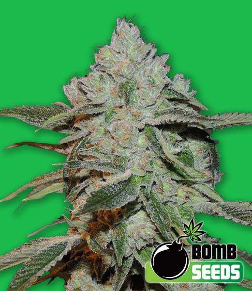 Atomic Bomb Cannabis Seeds