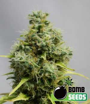 big bomb cannabis seeds