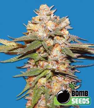 Big Bomb Auto Seeds