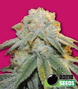 Bubble bomb cannabis seeds