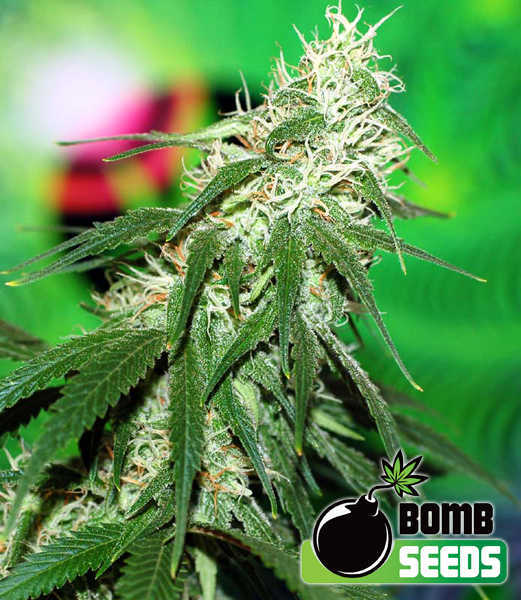 buzz bomb cannabis seeds