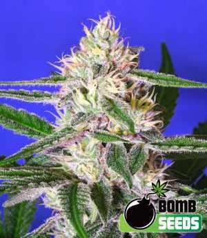 cheese bomb cannabis seeds