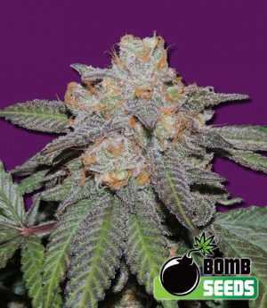 Cherry Bomb Auto Cannabis Seeds