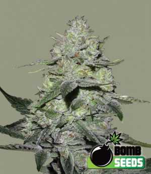 gorilla bomb cannbis seeds