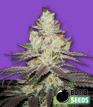 killer purps cannabis seeds