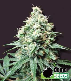 kush bomb cannbis seeds