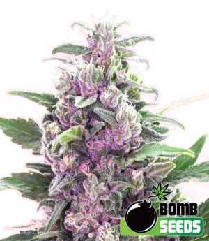 THC Bomb Auto Cannabis Seeds