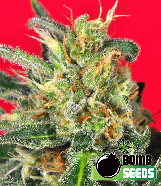 cluster bomb cannabis seeds