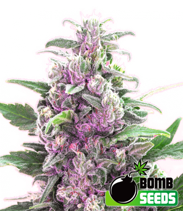 THC Bomb Seeds