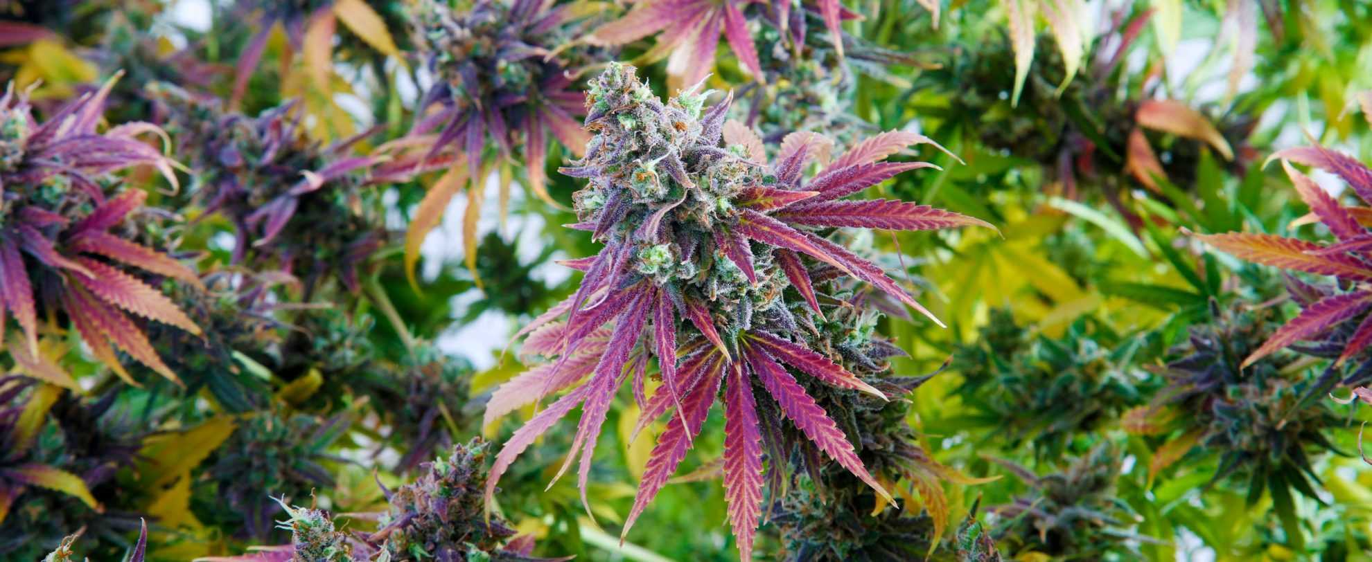 Free Cannabis Seeds Bomb Seeds