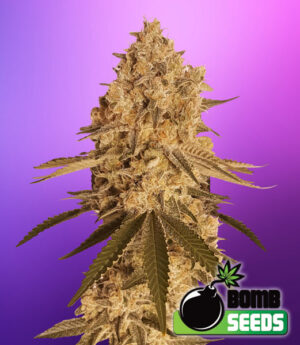 Bakex Bomb Marijuana Feminized Seeds