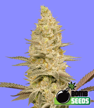 Glookies Bomb Feminized Marijuana Seeds