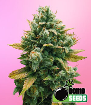 Godfather Bomb Feminized Marijuana Seeds