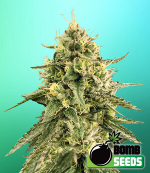 Monkey Bomb Feminized Marijuana Seeds