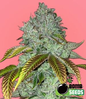 Permanent Marker Bomb